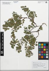 Foto von Salix pyrenaica Gouan